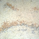 terazzoplatten2